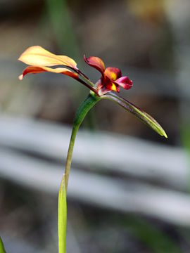 Diuris cruenta
