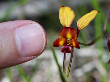 Diuris cruenta