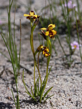 Diuris decrementa