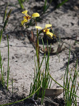 Diuris laevis