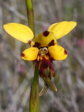 Diuris laxiflora