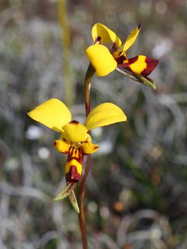 Diuris laxiflora