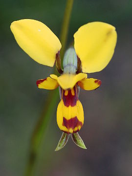 Diuris laxiflora