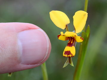 Diuris laxiflora