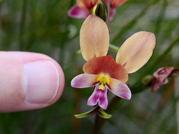 Diuris longifolia