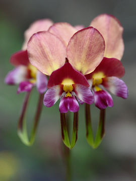 Diuris longifolia