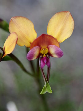 Diuris longifolia