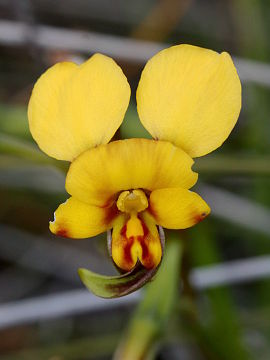 Diuris oraria