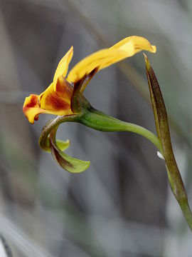 Diuris oraria