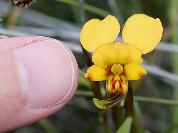 Diuris oraria