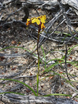 Diuris oraria