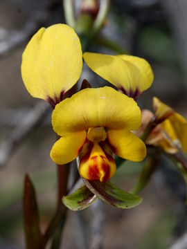 Diuris oraria