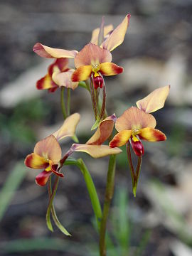Diuris ostrina