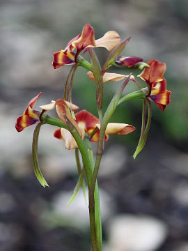 Diuris ostrina