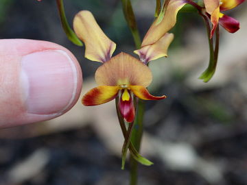 Diuris ostrina