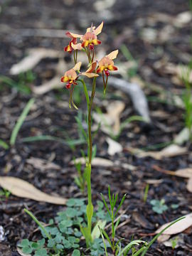 Diuris ostrina