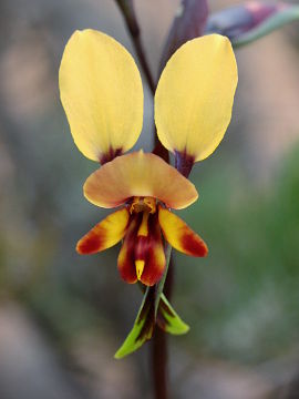 Diuris perialla