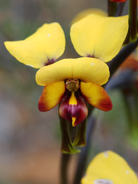Diuris perialla