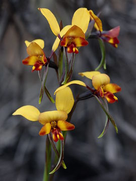 Diuris perialla