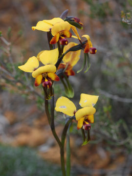 Diuris perialla