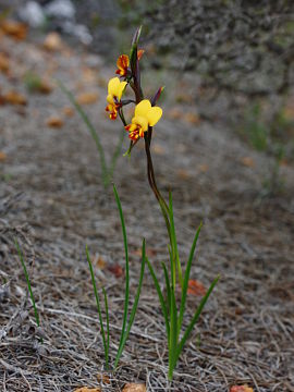 Diuris perialla