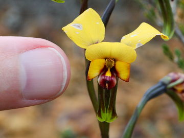 Diuris perialla