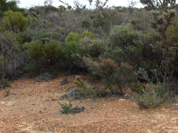 Diuris perialla