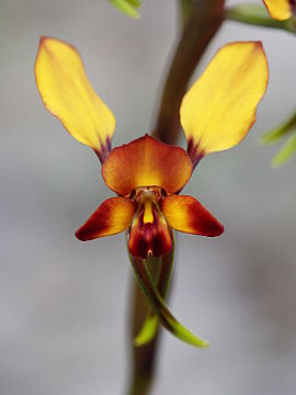 Diuris porrifolia