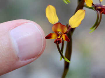 Diuris porrifolia