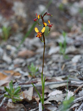 Diuris porrifolia
