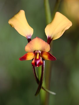 Diuris porrifolia
