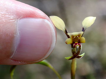 Diuris recurva