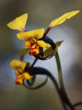 Diuris refracta Diuris refracta