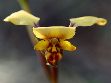 Diuris refracta Diuris refracta