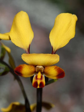 Diuris refracta Diuris refracta