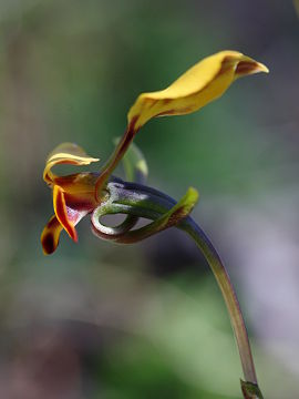 Diuris refracta Diuris refracta