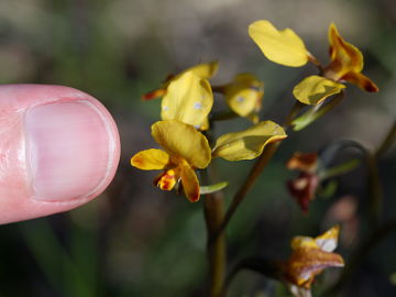 Diuris refracta Diuris refracta