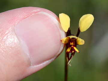 Diuris segregata