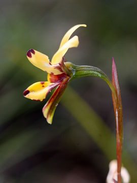 Diuris segregata