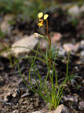 Diuris segregata