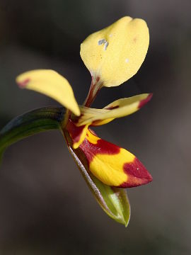 Diuris septentrionalis