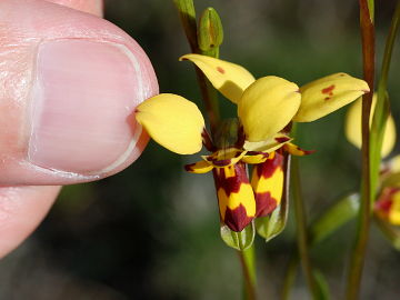 Diuris septentrionalis