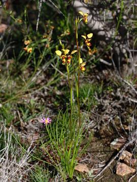 Diuris septentrionalis