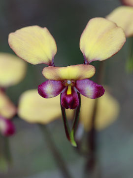 Diuris sp.