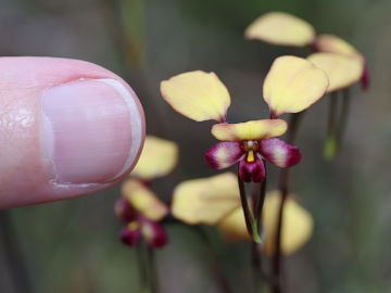 Diuris sp.
