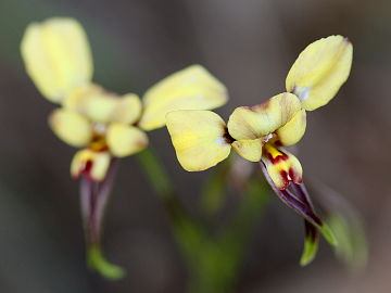 Diuris sp.