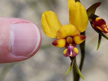 Diuris tinkeri