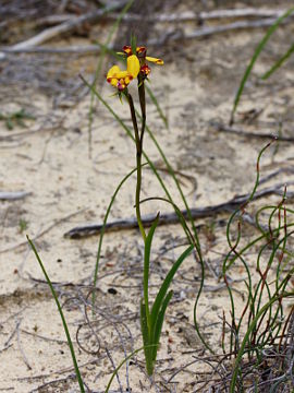 Diuris tinkeri