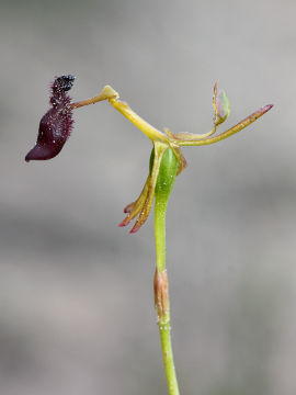 Drakaea thynniphila