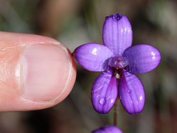 Elythranthera brunonis Elythranthera brunonis